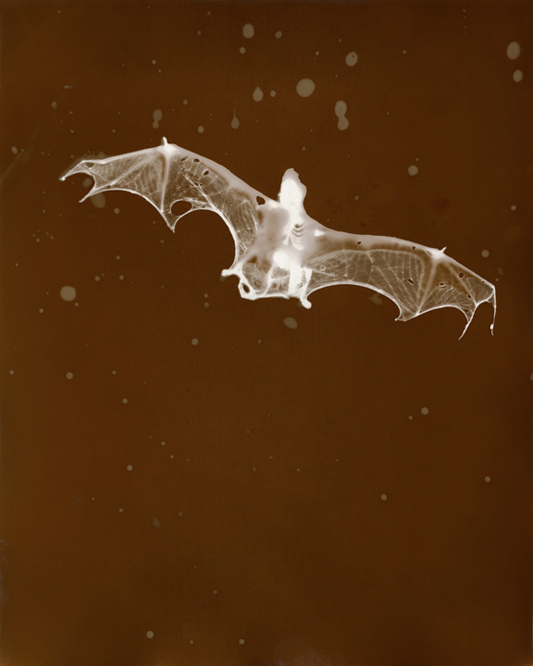 Bat, 2009, Edition of 12, 18.4" x 23", P.O.P. photogram Â©Christopher Colville
