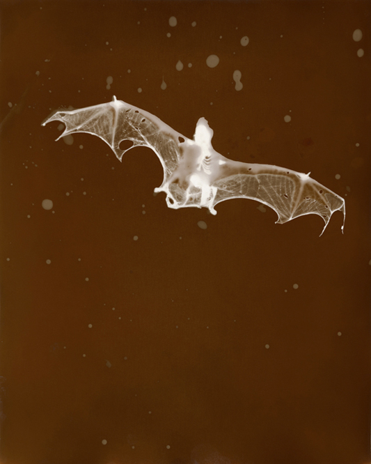 BatColville Bat, 2009, Edition of 12, 18.4" x 23", P.O.P. photogram ©Christopher Colville