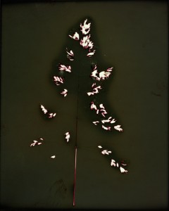July19Colville 7/19/06, unfixed P.O.P photogram, 7"x5.6" ©Christopher Coville