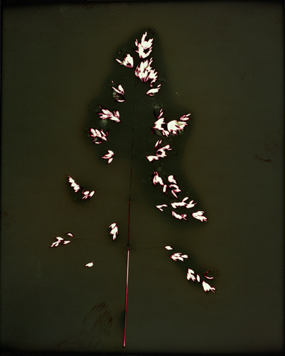 July19Colville 7/19/06, unfixed P.O.P photogram, 7"x5.6" ©Christopher Coville