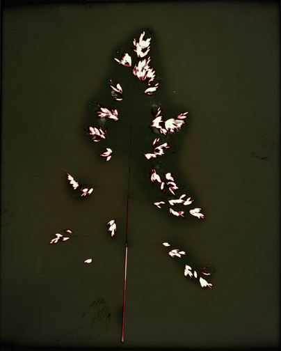 7/19/06, unfixed P.O.P photogram, 7"x5.6" ©Christopher Coville