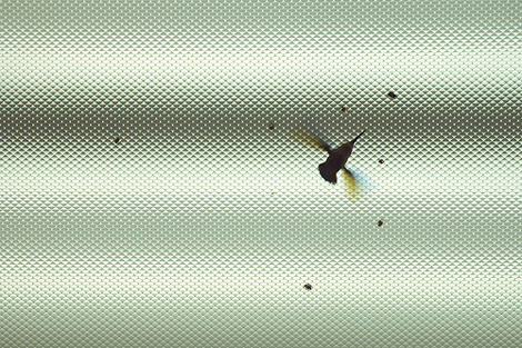 Hummingbird © Kate MacDonnell Hummingbird, from "100 Ways..." ©Kate MacDonnell