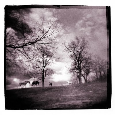 Distant Horses ©Ken Gibson